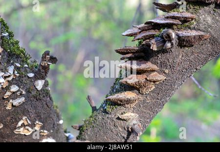 Tronc d'arbre avec champignons parasites de la famille des Meruliaceae. Banque D'Images