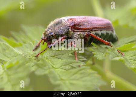 Cockchafer commun (Melolontha melolontha) Bétle reposant sur l'herbe. Faune et flore scène de la nature en Europe. Pays-Bas. Banque D'Images