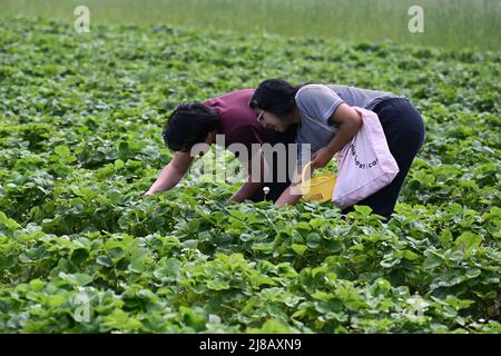 Raleigh, Caroline du Nord, États-Unis, 14th mai 2022, Un jeune couple profite du temps chaud pour cueillir des fraises. Credit D Guest Smith / Alamy Live News Banque D'Images