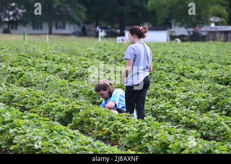 Raleigh, Caroline du Nord, États-Unis, 14th mai 2022, Un jeune couple profite du temps chaud pour cueillir des fraises. Credit D Guest Smith / Alamy Live News Banque D'Images