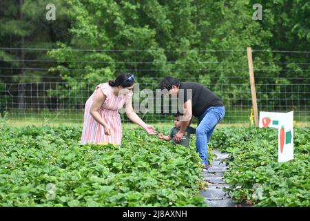 Raleigh, Caroline du Nord, États-Unis, 14th mai 2022, Une mère et un père profitent du temps chaud pour cueillir eux-mêmes des fraises avec leur jeune fils. Credit D Guest Smith / Alamy Live News Banque D'Images