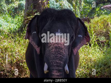 Gros plan d'un éléphant captif indien ou asiatique au Kerala Inde Banque D'Images
