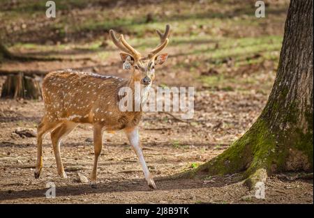 Un cerf tacheté Banque D'Images