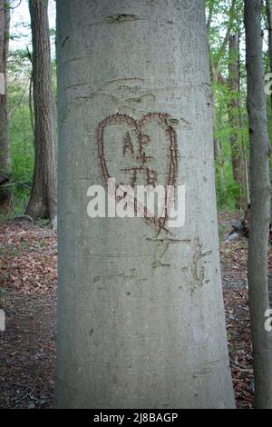 Initiales gravées dans l'arbre Banque D'Images