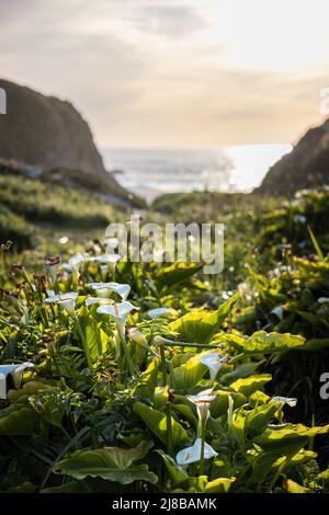 Vers la fin de la floraison dans la vallée de Calla Lily à Big sur CA Banque D'Images