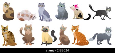 Illustrations vectorielles de chats mignons de différentes races. Caricature drôle d'animal de compagnie rouge, gris ou brun assis, doux paresseux chatte couché, chatons pose collection isolée blanche. Animaux amicaux, concept de méow Illustration de Vecteur