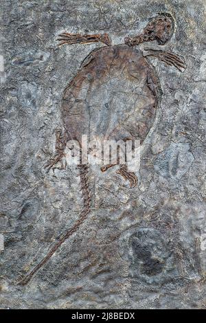 Fossile d'une tortue préhistorique. Fossile ancien Banque D'Images