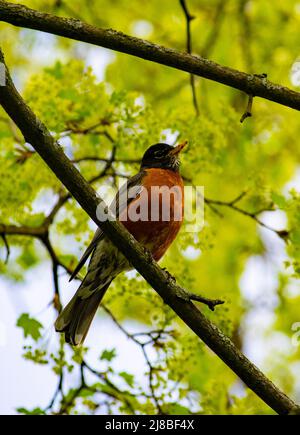 Un oiseau-Robin solitaire perçant sur une branche d'érable au début du printemps - photographie de stock Banque D'Images