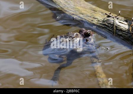 La crapaud de l'est de l'Amérique (Anaxyrus americanus americanus americanus) sous-espèce crapaud de l'Amérique au printemps durant la reproduction Banque D'Images