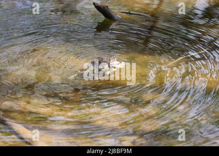 La crapaud de l'est de l'Amérique (Anaxyrus americanus americanus americanus) sous-espèce crapaud de l'Amérique au printemps durant la reproduction Banque D'Images