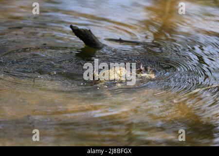 La crapaud de l'est de l'Amérique (Anaxyrus americanus americanus americanus) sous-espèce crapaud de l'Amérique au printemps durant la reproduction Banque D'Images