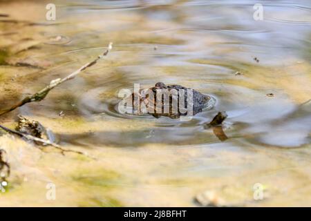 La crapaud de l'est de l'Amérique (Anaxyrus americanus americanus americanus) sous-espèce crapaud de l'Amérique au printemps durant la reproduction Banque D'Images