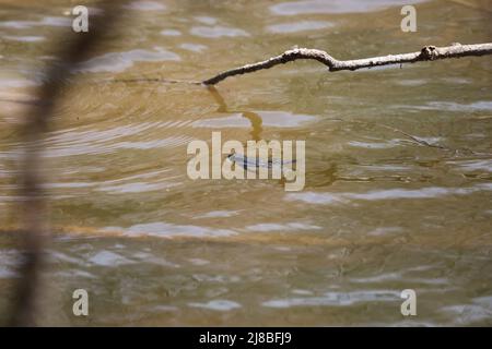 La crapaud de l'est de l'Amérique (Anaxyrus americanus americanus americanus) sous-espèce crapaud de l'Amérique au printemps durant la reproduction Banque D'Images