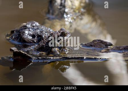 La crapaud de l'est de l'Amérique (Anaxyrus americanus americanus americanus) sous-espèce crapaud de l'Amérique au printemps durant la reproduction Banque D'Images