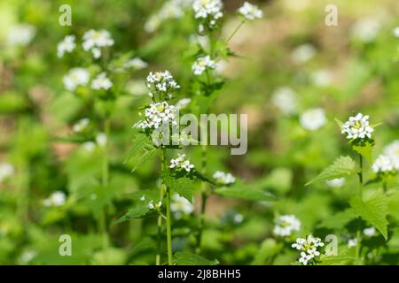 Alliaria pétiolata, moutarde à l'ail fleurs blanches de printemps sélectif Banque D'Images