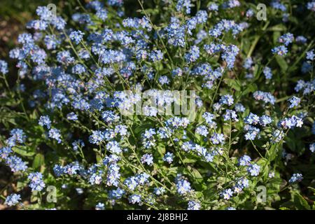 Fleurs oubliées-me-pas (Myosotis sylvatica) dans le foyer sélectif de la forêt Banque D'Images