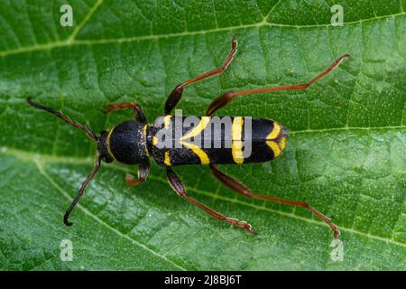 Le scarabée de la guêpe Clytus arietis, un scarabée de longhorn noir et jaune sur les orties en mai, au Royaume-Uni Banque D'Images