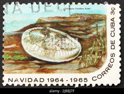 CUBA - VERS 1964 : un timbre imprimé à Cuba montre le méduse, Cassiopea frondosa, vers 1964 Banque D'Images