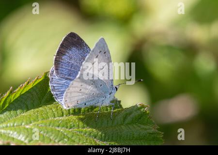 Papillon bleu houx, Celastrina argiolus, femme, Angleterre, Royaume-Uni Banque D'Images