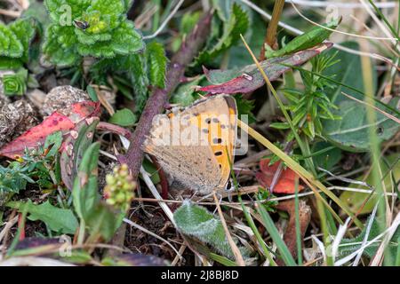 Petit papillon en cuivre, Lycaena phlaeas, femelle papillon ovipositant (pondant des oeufs) sur son grand étrel commun de plante alimentaire durant le mois de mai, Hampshire, Royaume-Uni Banque D'Images