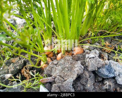Variété orange de Daucus carota, un légume de racine dans la campagne toscane, Italie. Stade précoce de la croissance, taproot avec rosette de vraies feuilles. Banque D'Images
