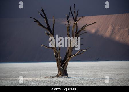 Un arbre sec au milieu d'un désert en Namibie. Banque D'Images