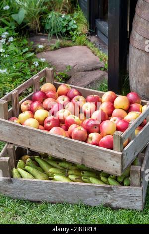 Plateaux d'pommes et de poires. ROYAUME-UNI Banque D'Images