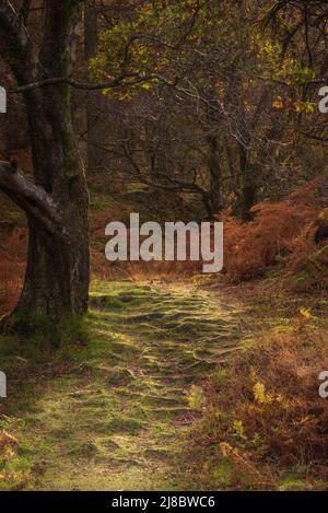 Belle image de paysage d'automne des bois de forêt autour de Holme est tombé dans Lake District Banque D'Images