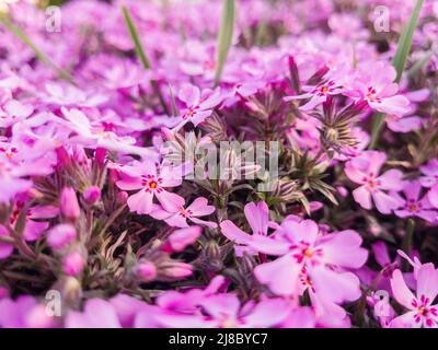 Fleurs de Phlox subulata dans le graden au printemps. Banque D'Images