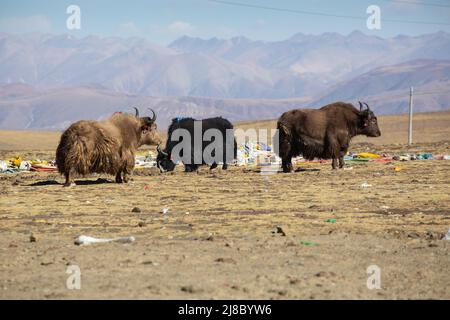 Trois yaks au Tibet Banque D'Images