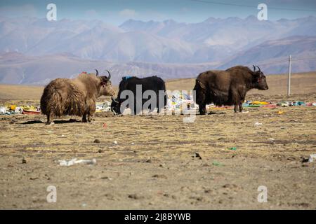 Trois yaks au Tibet Banque D'Images