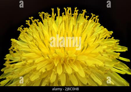 Fleur de pissenlit avec pétales jaunes et étamines jaunes avec pollen en gros plan. Macrophotographie. Pissenlit sur fond sombre. Banque D'Images
