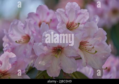 Luxuriant, coloré rose pâle Rhododendron fleurs fortunei gros plan Banque D'Images