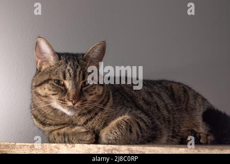 Chat de shorthair européen. Portrait d'un chat brun rayé domestique. Museau avec moustache. Animal à la maison. Banque D'Images