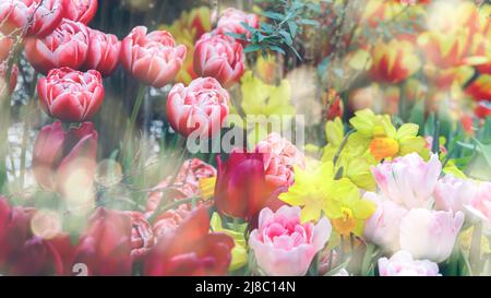 Belle vue rapprochée du jardin de printemps avec des jonquilles, des tulipes, des lilas et d'autres fleurs de printemps illuminées par le soleil de printemps chaud. Tulipes et jonquilles dans le spr Banque D'Images