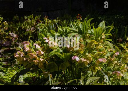 Bouquet de fleurs roses de l'helleborus orientalis, également appelé rose de lenten ou orientalische Nieswurz Banque D'Images