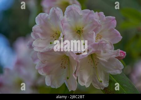 Luxuriant, coloré rose pâle Rhododendron fleurs fortunei gros plan Banque D'Images