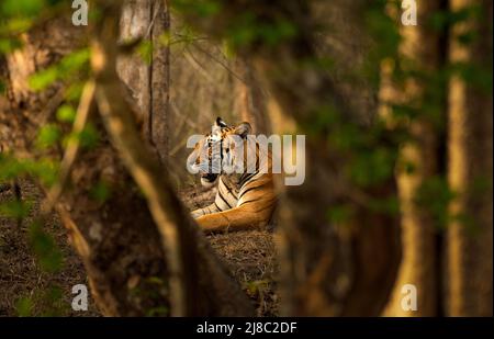 Tigre reposant sur son habitat, parc national de Kabini, Karnataka Banque D'Images