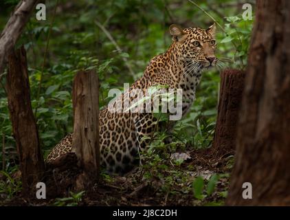 Léopard Javan (Panthera pardus melas) Banque D'Images