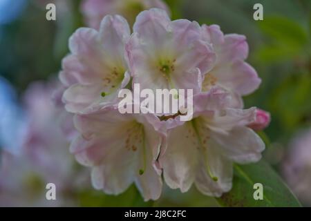 Luxuriant, coloré rose pâle Rhododendron fleurs fortunei gros plan Banque D'Images