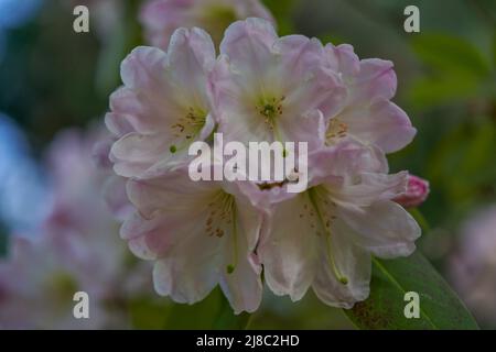 Luxuriant, coloré rose pâle Rhododendron fleurs fortunei gros plan Banque D'Images