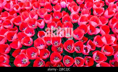 Tulipes dans le parc Gulhane dans la région de Sultanahmet. Istanbul. Banque D'Images