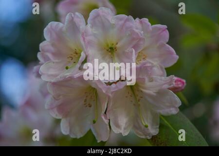 Luxuriant, coloré rose pâle Rhododendron fleurs fortunei gros plan Banque D'Images