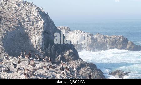 Troupeau de pélicans bruns sur la falaise, île rocheuse dans l'océan, paysage de point Lobos, faune de Monterey, côte californienne, États-Unis.Les grandes vagues se brisent, les oiseaux volent.Nombreux pelecanus nichant, colonie d'animaux sauvages. Banque D'Images