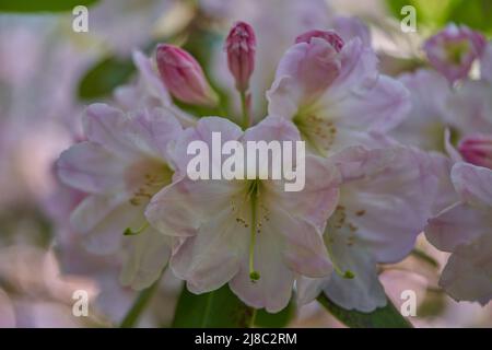 Luxuriant, coloré rose pâle Rhododendron fleurs fortunei gros plan Banque D'Images