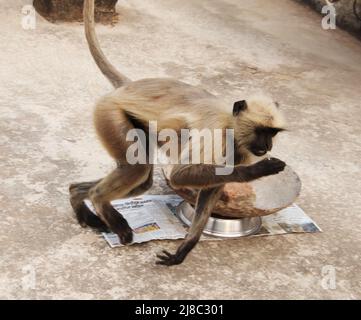 singe en cours d’exécution Banque D'Images