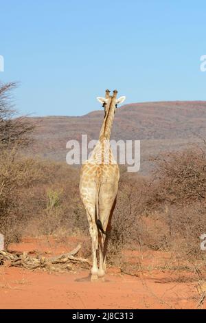 Girafe angolaise (Giraffa camelopardalis angolensis ou Giraffa giraffa angolensis), également connue sous le nom de girafe namibienne, Namibie, Afrique du Sud-Ouest Banque D'Images