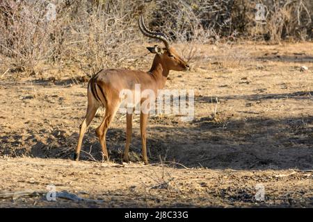 Un impala solitaire (Aepyceros melampus) traverse le Bush, en Namibie, en Afrique du Sud-Ouest Banque D'Images