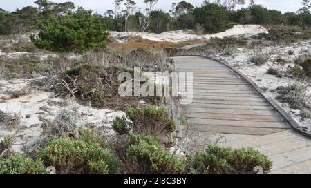 Sentier de promenade en bois, dunes de sable côtières à Monterey, 17 km de route nature, Californie États-Unis. Sentier, passerelle ou espace pieds depuis les planches pour le trekking en pleine nature. Itinéraire touristique, randonnée et écotourisme. Banque D'Images