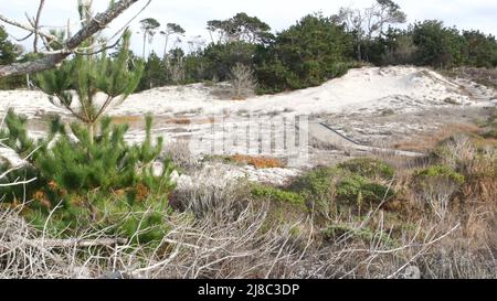 Sentier de promenade en bois, dunes de sable côtières à Monterey, 17 km de route nature, Californie États-Unis. Sentier, passerelle ou espace pieds depuis les planches pour le trekking en pleine nature. Itinéraire touristique, randonnée et écotourisme. Banque D'Images